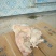 猪头肉包装
