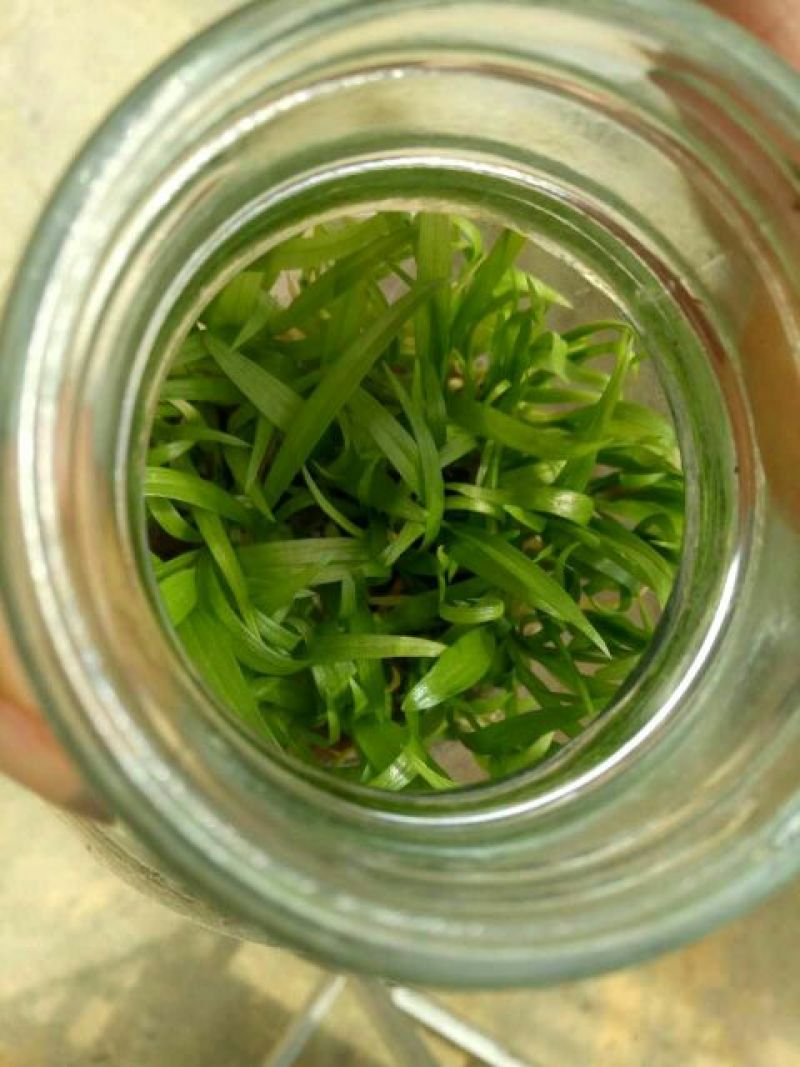 白芨种苗10~20cm
