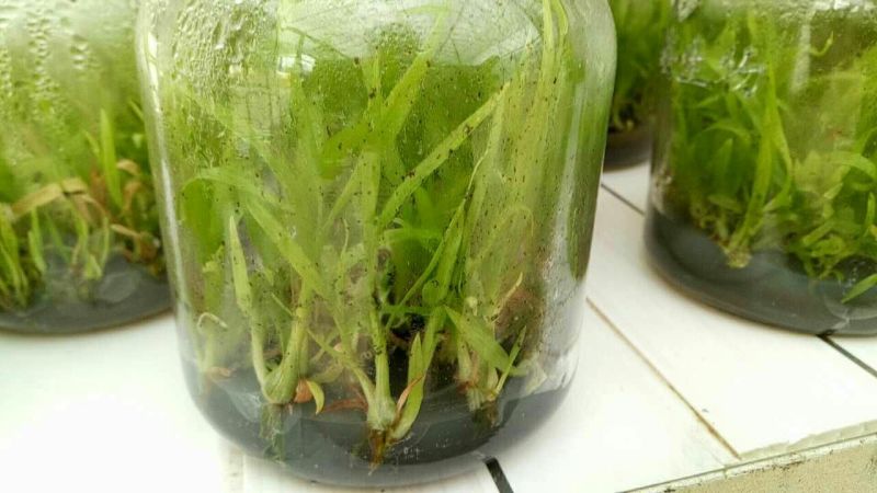 白芨种苗10~20cm