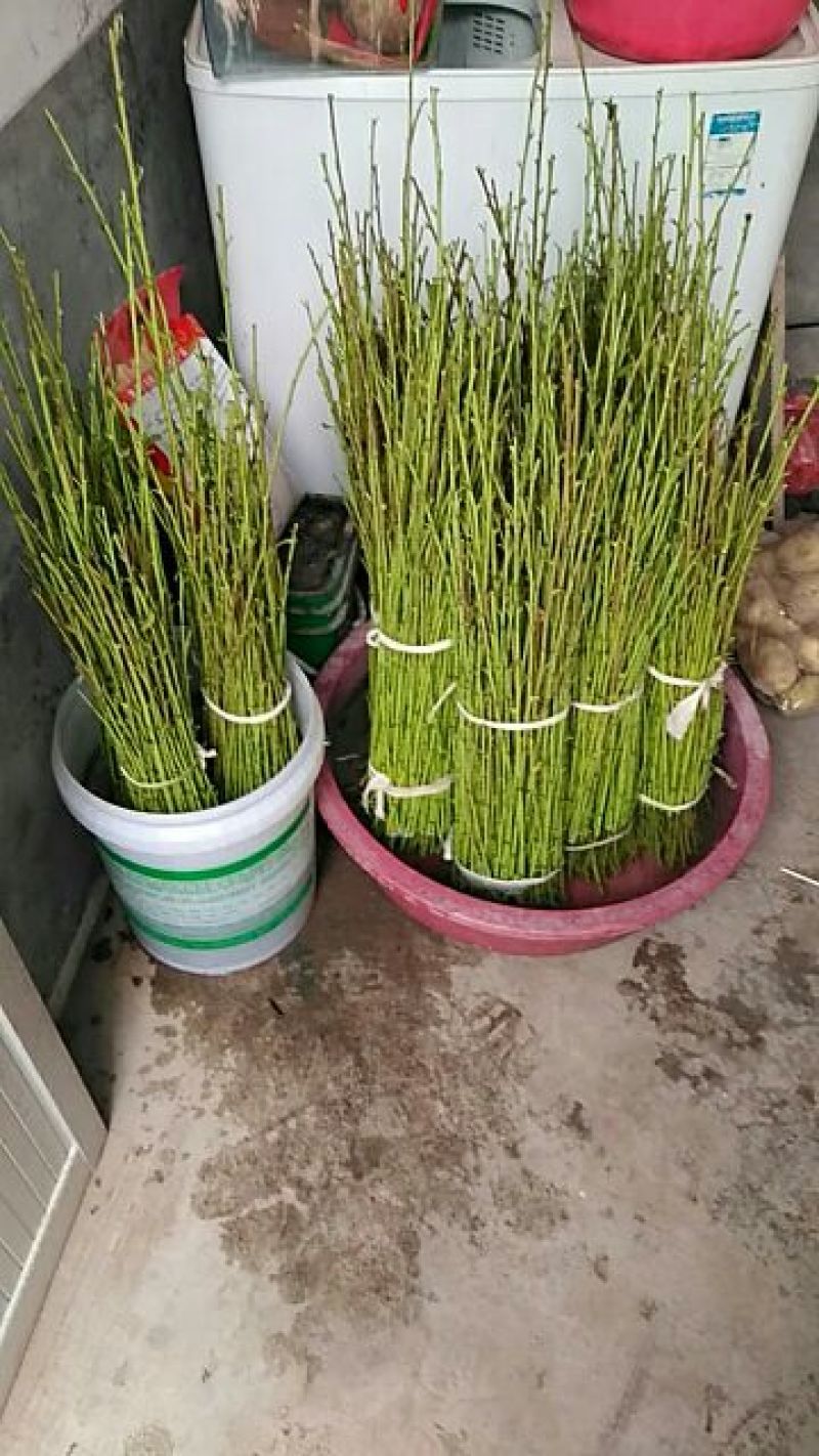 黄桃树苗60~70cm包邮保湿发货南北种植成活率高