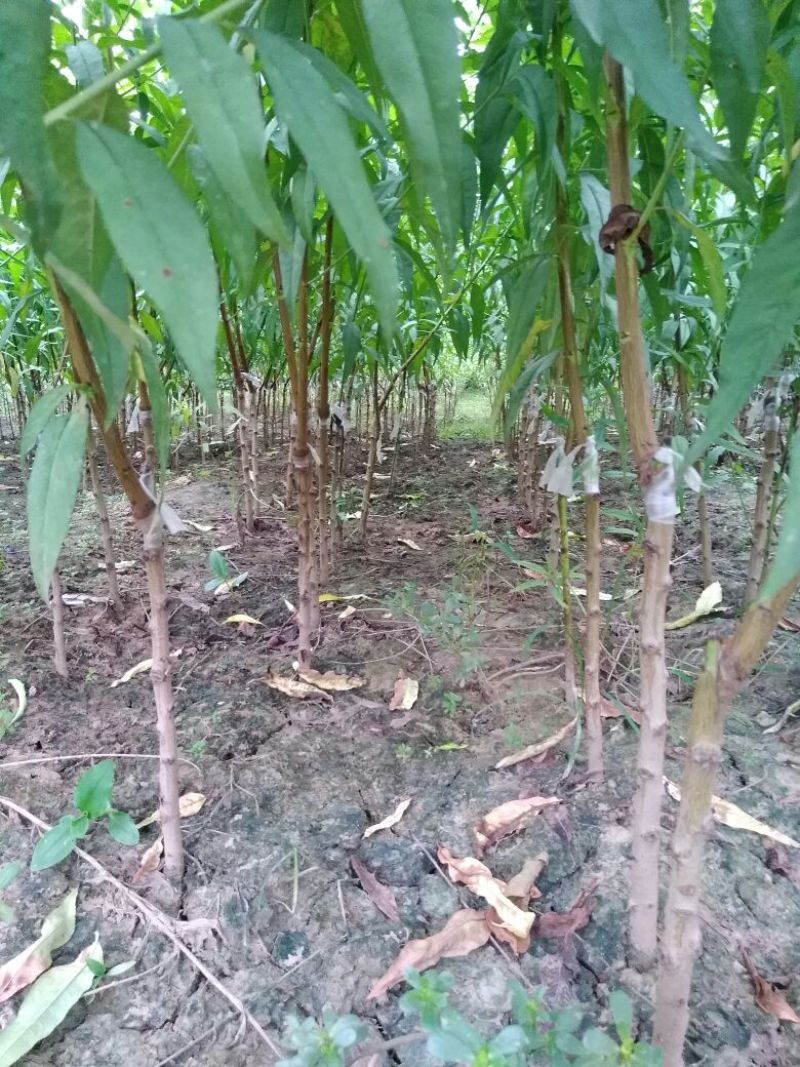 黄桃树苗60~70cm包邮保湿发货南北种植成活率高