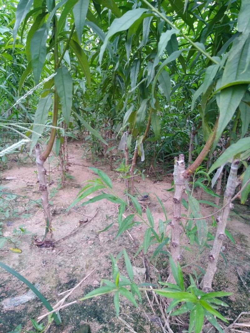 黄桃树苗60~70cm包邮保湿发货南北种植成活率高