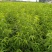 黄桃树苗60~70cm包邮保湿发货南北种植成活率高