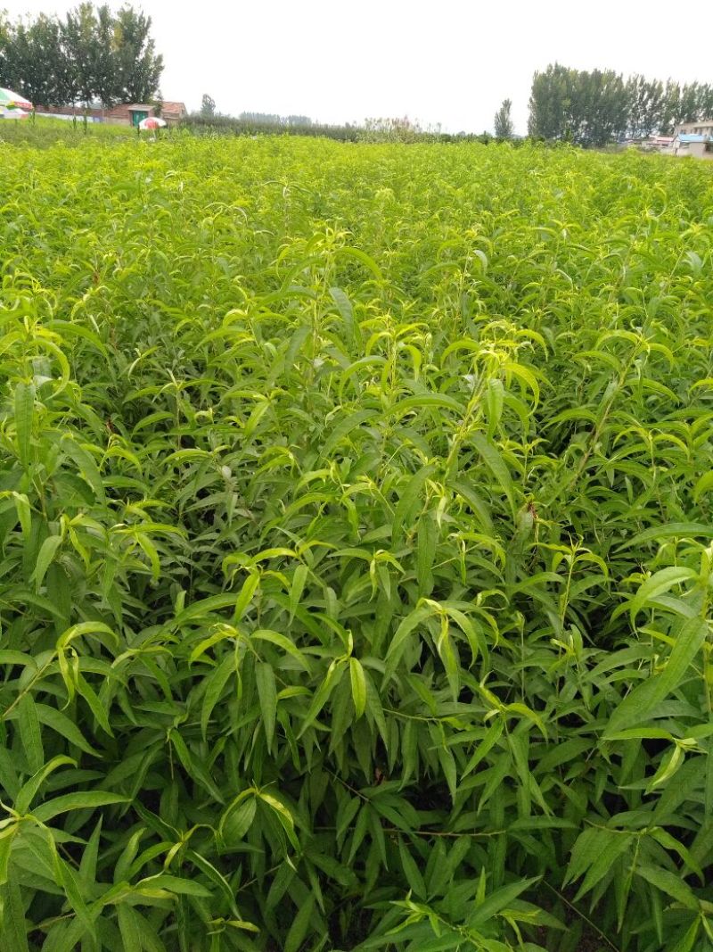 黄桃树苗60~70cm包邮保湿发货南北种植成活率高