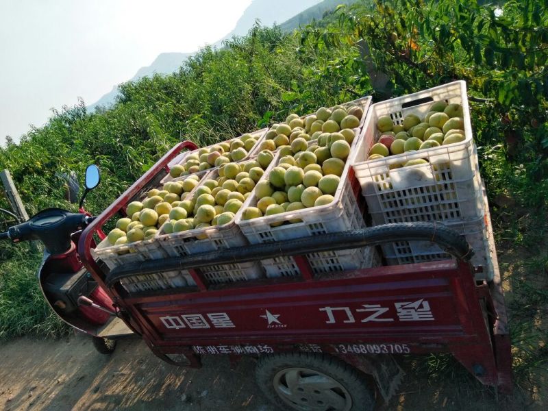 黄桃树苗60~70cm包邮保湿发货南北种植成活率高