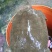 野生甲鱼2~2.5斤