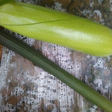 绿皮西葫芦0.8斤以上