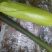 绿皮西葫芦0.8斤以上