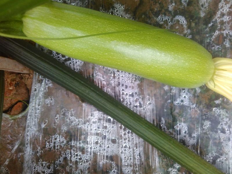 绿皮西葫芦0.8斤以上