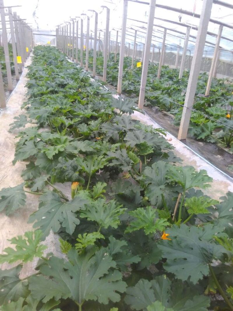 绿皮西葫芦0.8斤以上