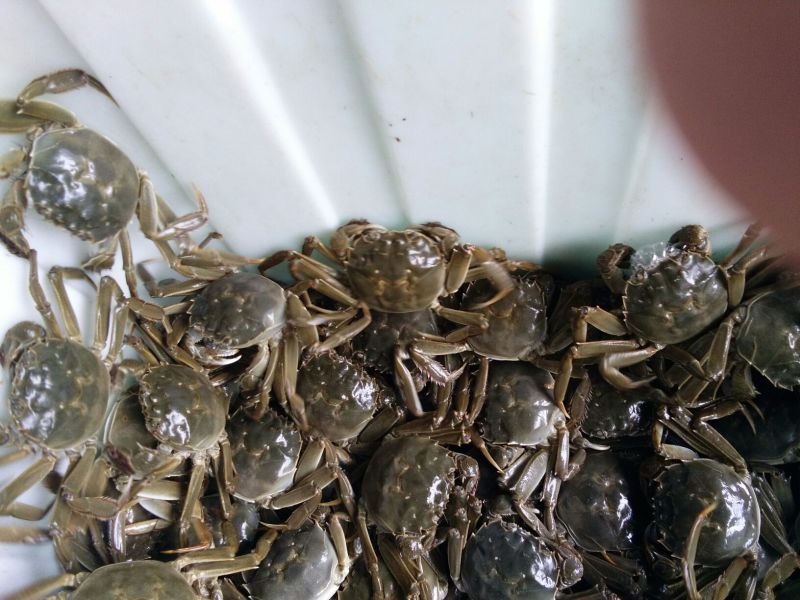 洪泽湖大闸蟹二两五母发货价格