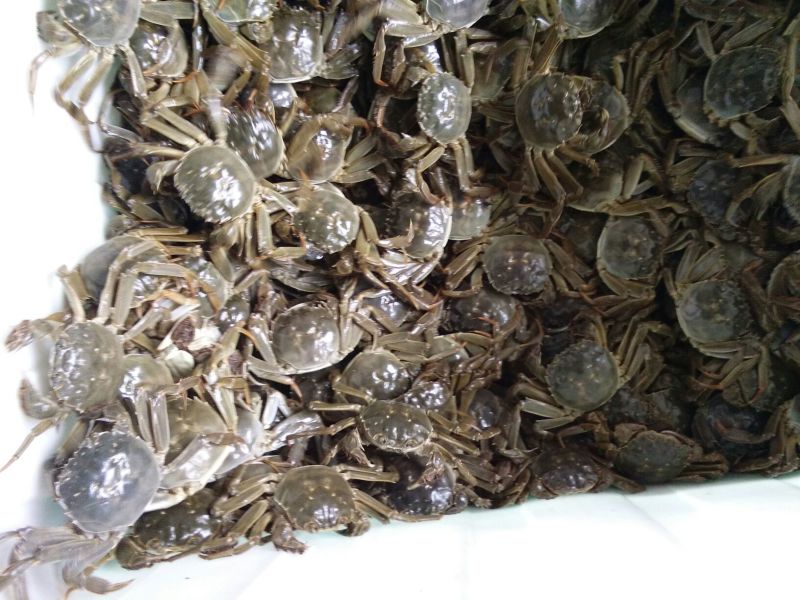 洪泽湖大闸蟹二两五母发货价格