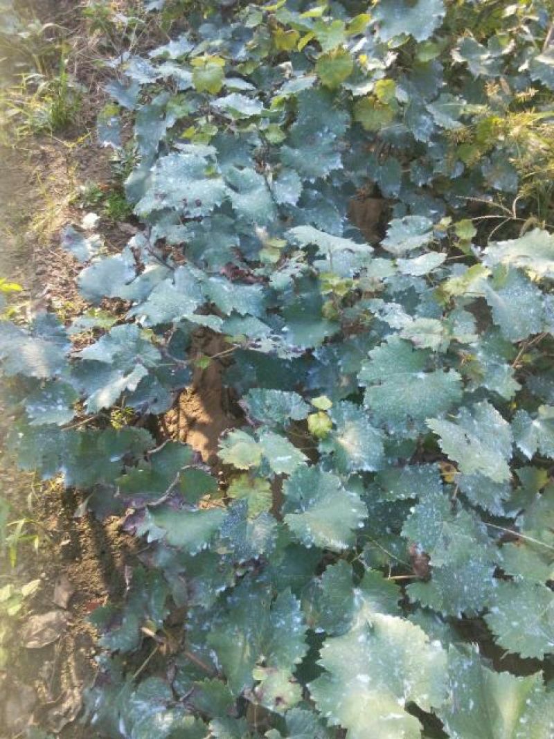 葡萄苗30~50cm1年