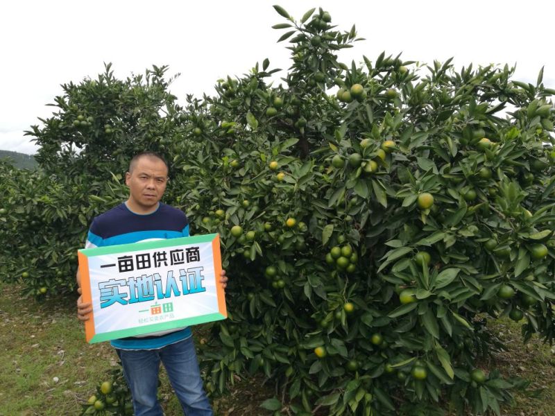 早熟蜜桔自产自销，看园订货现场采摘，农户一手货源。