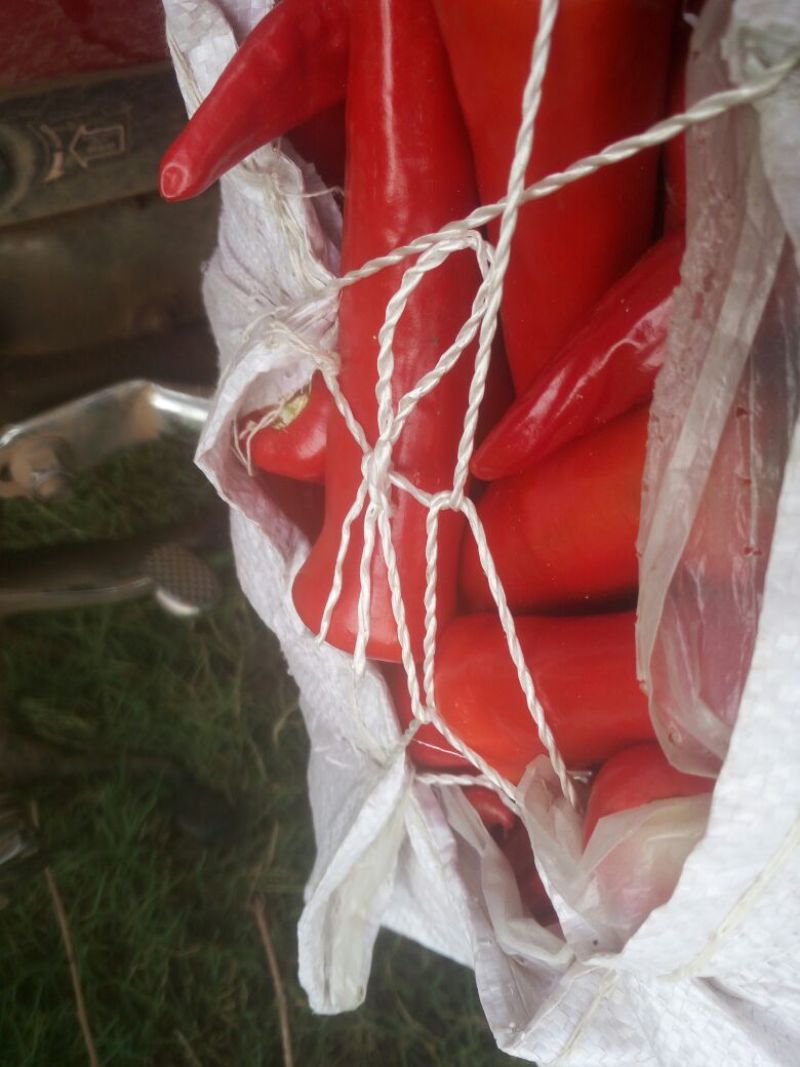 鲜辣椒