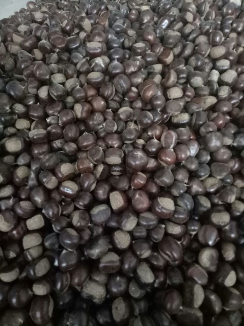 山东板栗炒栗种纯手工精选产品，量大从优，价格便宜
