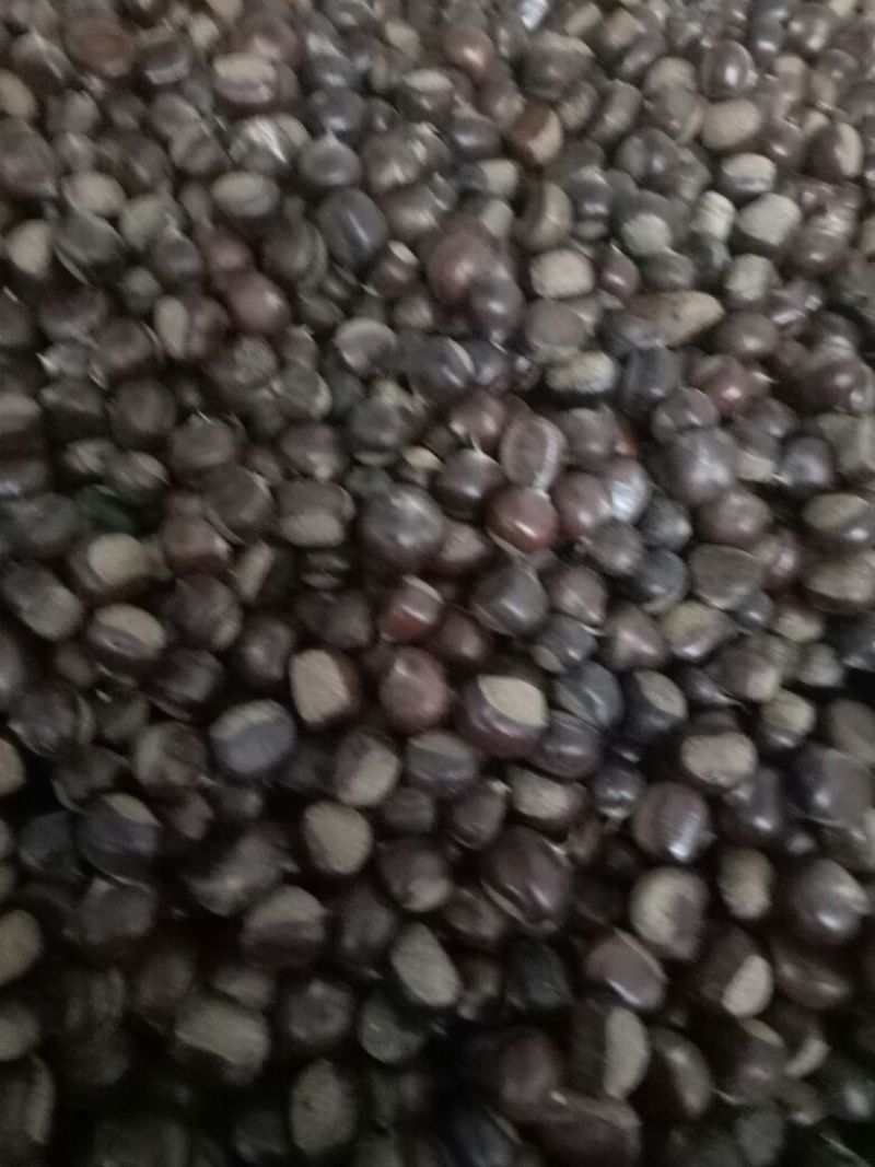 山东板栗炒栗种纯手工精选产品，量大从优，价格便宜