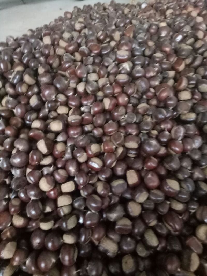 山东板栗炒栗种纯手工精选产品，量大从优，价格便宜