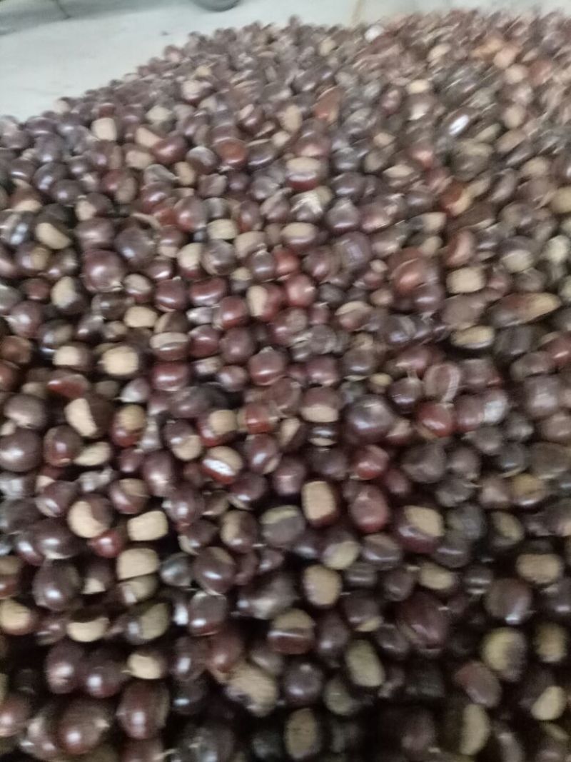 山东板栗炒栗种纯手工精选产品，量大从优，价格便宜