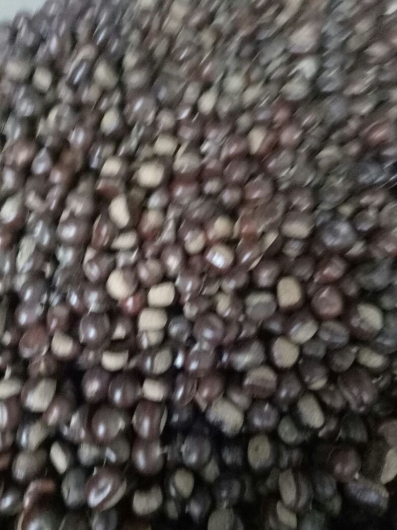 山东板栗炒栗种纯手工精选产品，量大从优，价格便宜