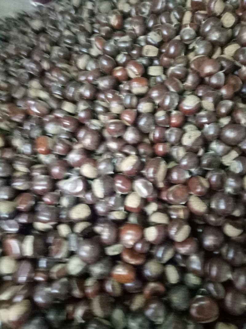 山东板栗炒栗种纯手工精选产品，量大从优，价格便宜