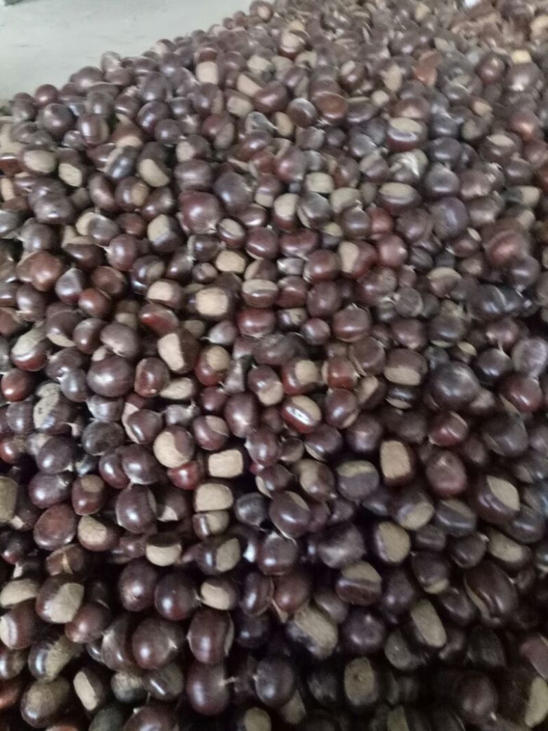 山东板栗炒栗种纯手工精选产品，量大从优，价格便宜