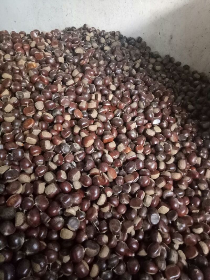 山东板栗炒栗种纯手工精选产品，量大从优，价格便宜