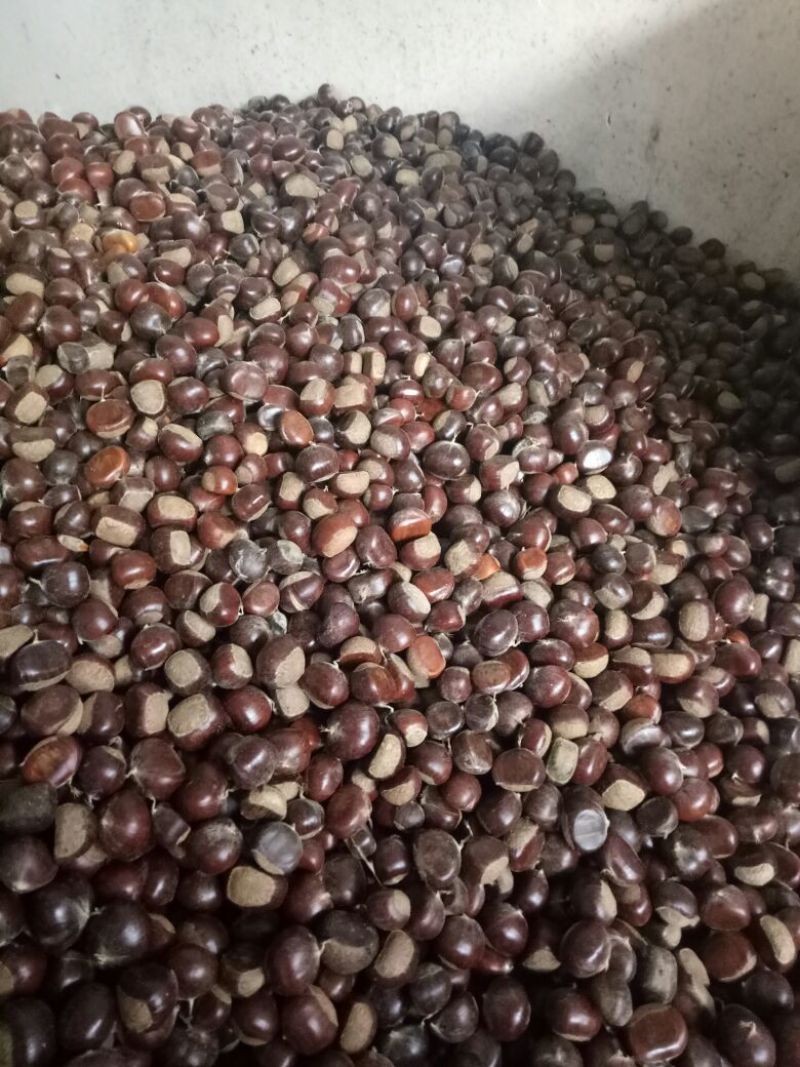山东板栗炒栗种纯手工精选产品，量大从优，价格便宜
