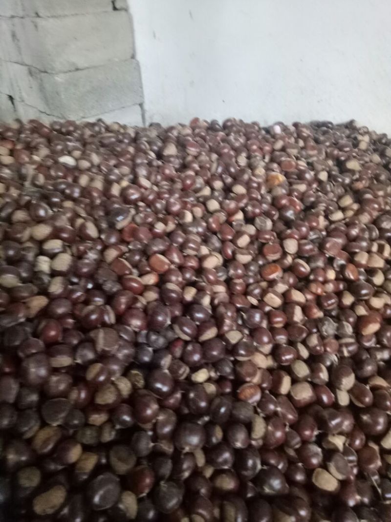 山东板栗炒栗种纯手工精选产品，量大从优，价格便宜
