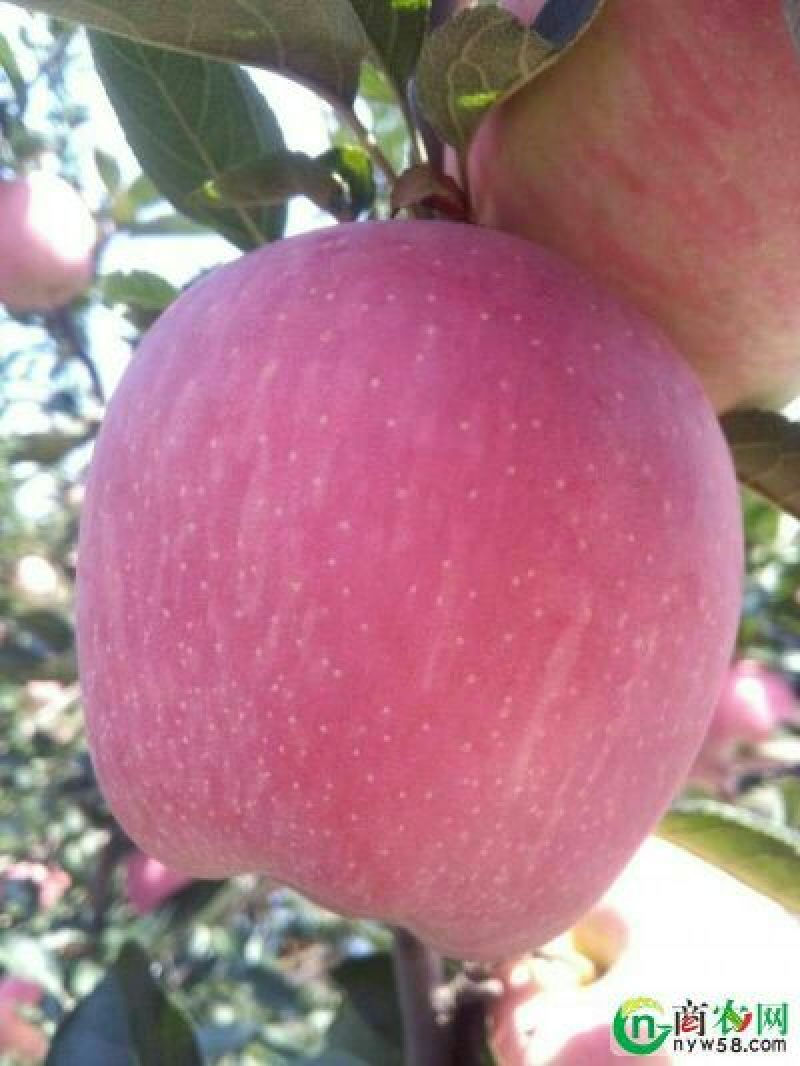 山东潍坊纸袋红星苹果80mm以上全红口感翠甜