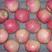山东潍坊纸袋红星苹果80mm以上全红口感翠甜