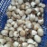 草菇4cm以上