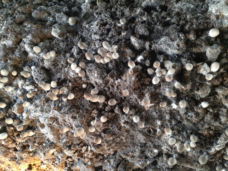 草菇4cm以上