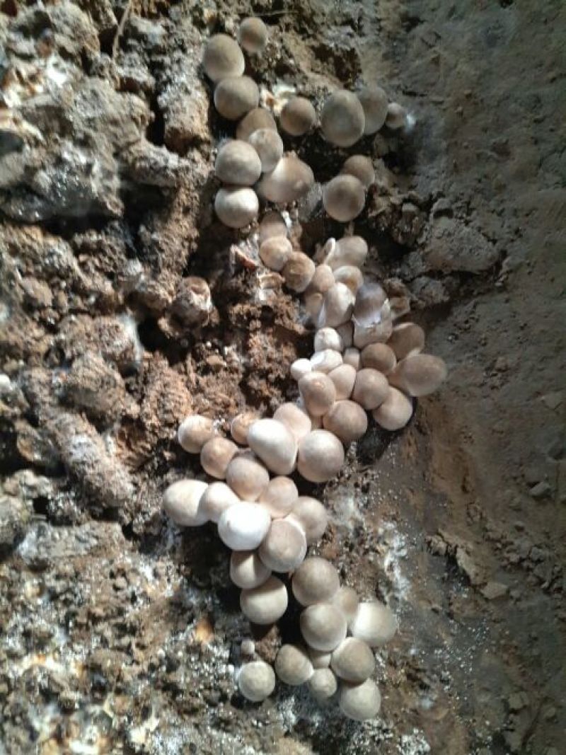 草菇4cm以上