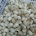 草菇4cm以上