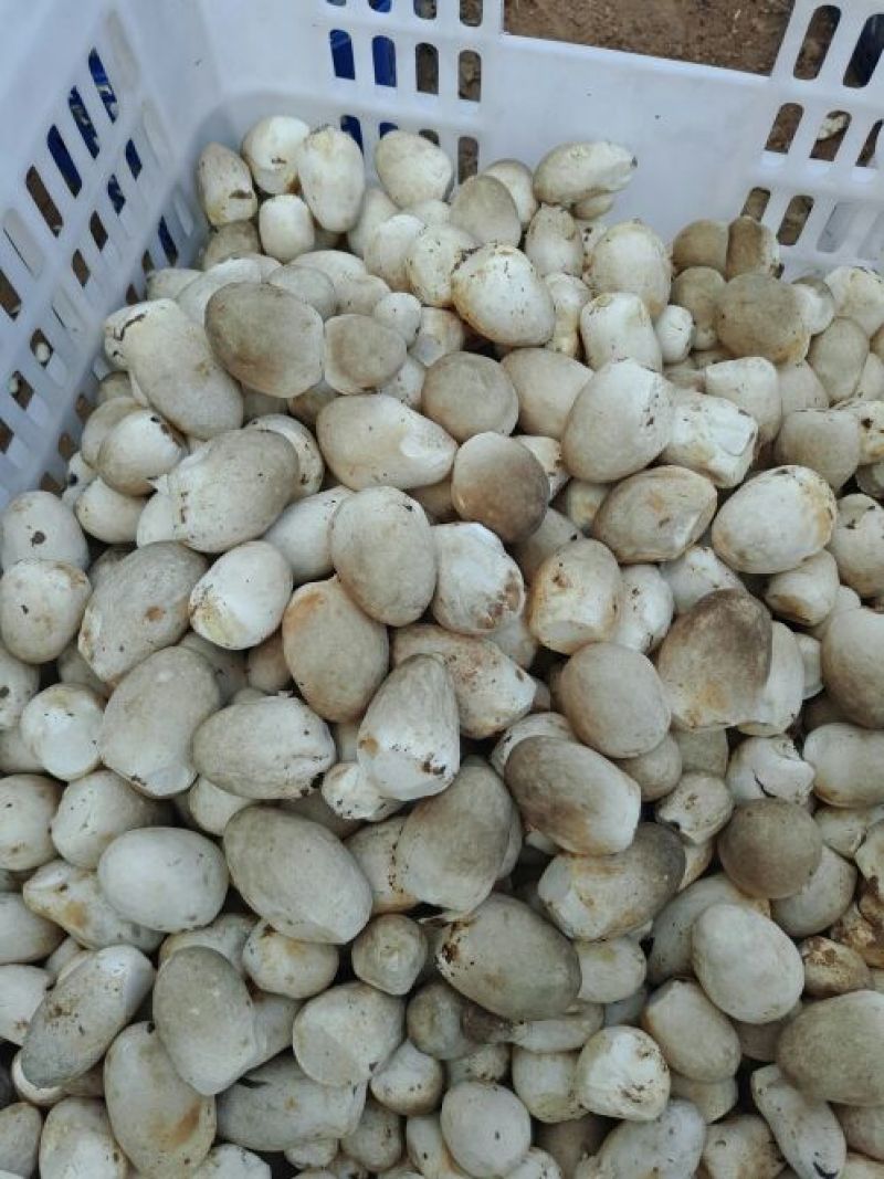 草菇4cm以上