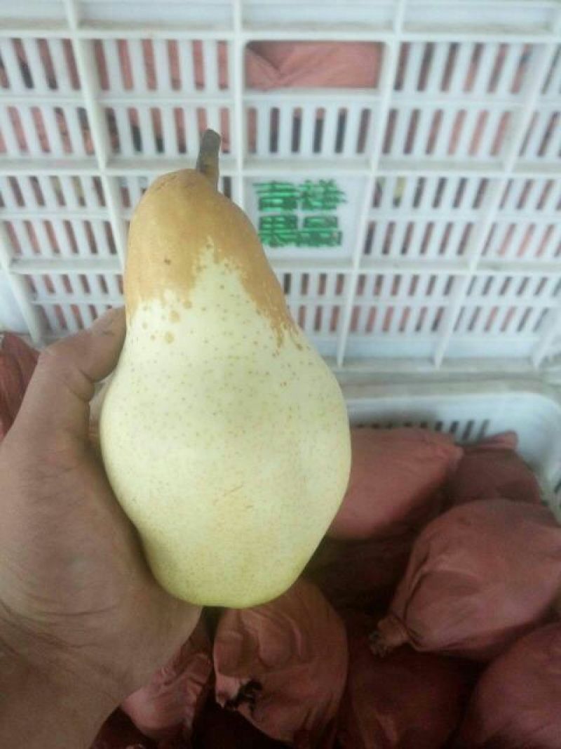 贵妃梨，梨河北赵县产梨基地贵妃梨350~400g！