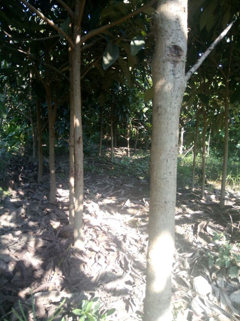 枇杷树201~230cm