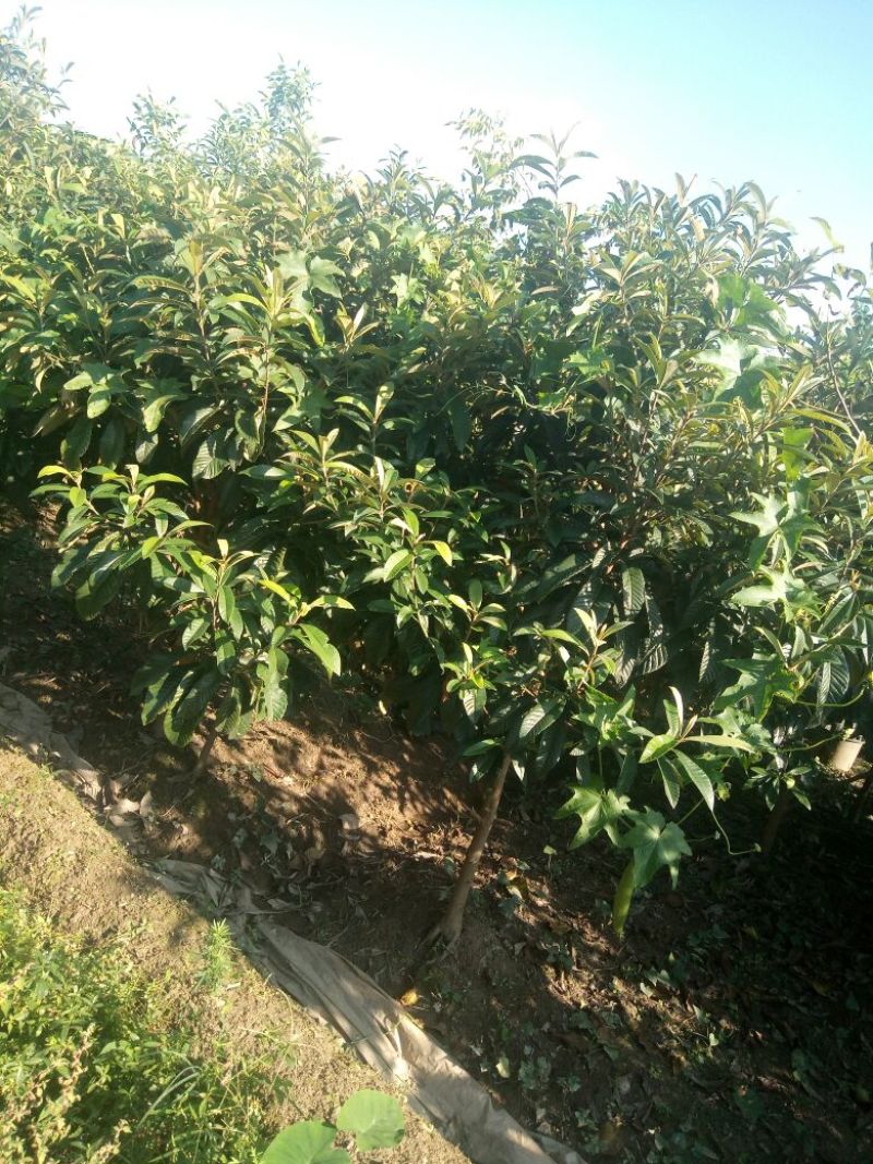 枇杷树201~230cm