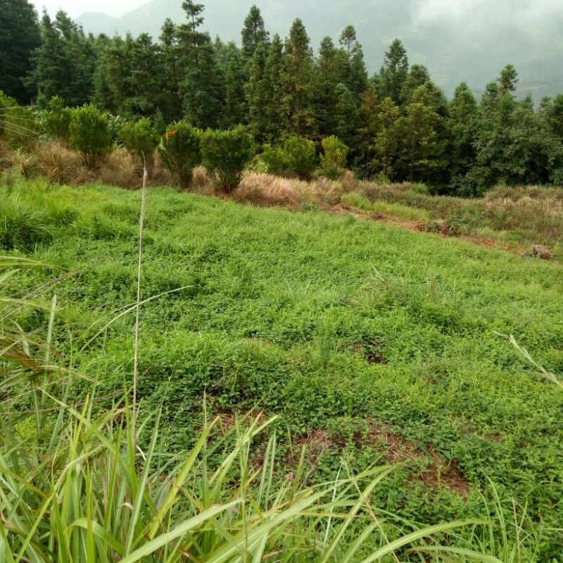 何首乌产地直供各种规格批发