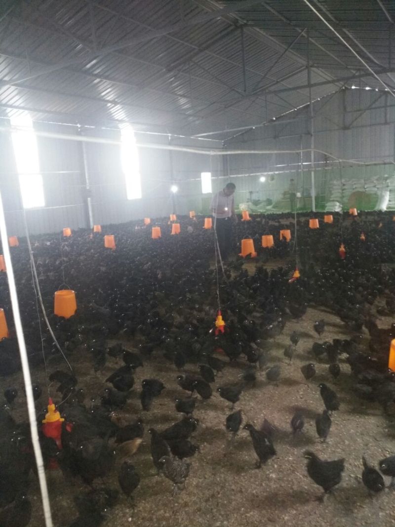 青脚土鸡苗脱温苗500克以下雄