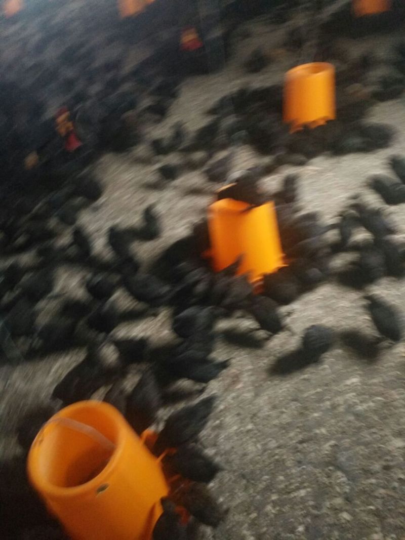 青脚土鸡苗脱温苗500克以下雄