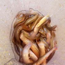 台湾泥鳅15~20cm人工养殖食用