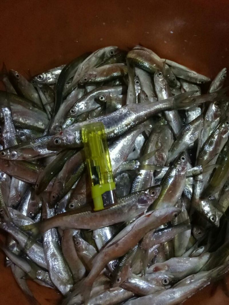 刀鱼食用冰鲜鱼
