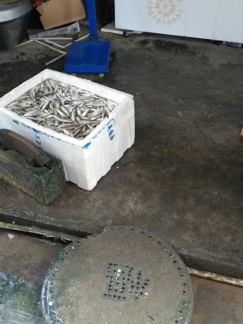 刀鱼食用冰鲜鱼