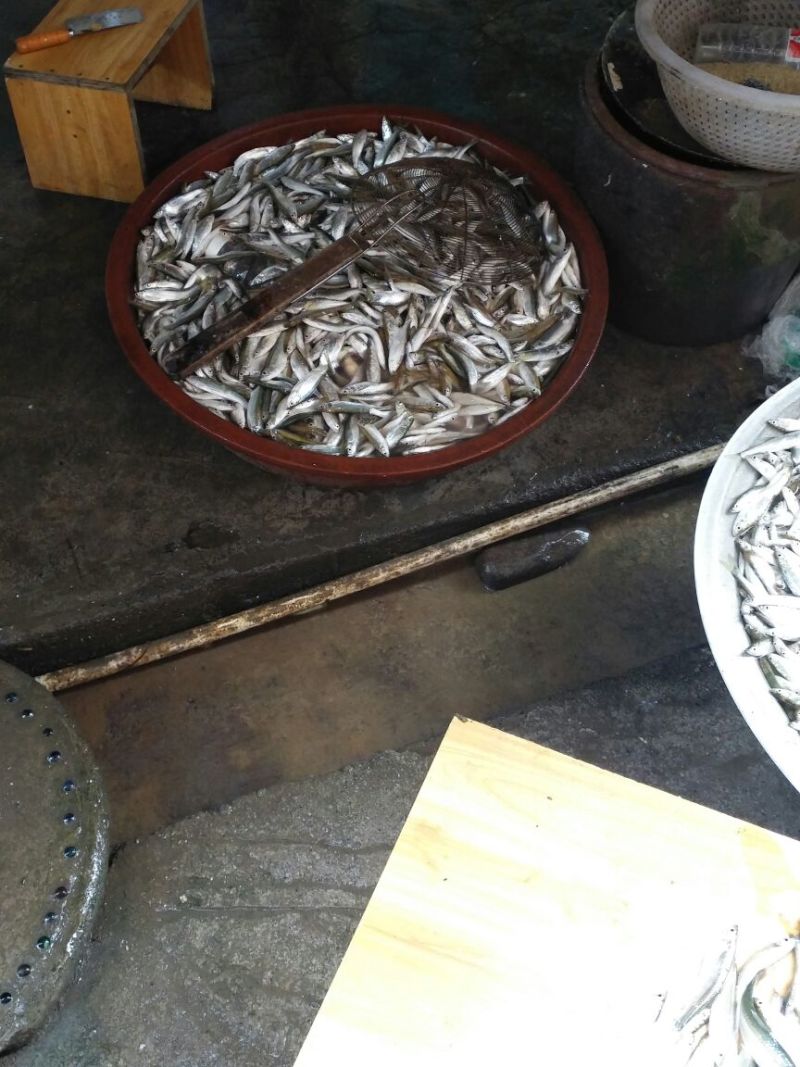 刀鱼食用冰鲜鱼