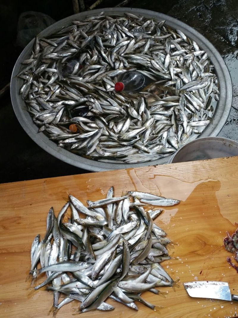 刀鱼食用冰鲜鱼