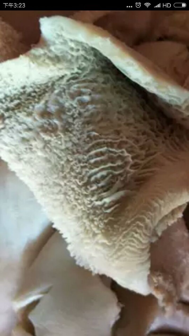 牛肚新鲜