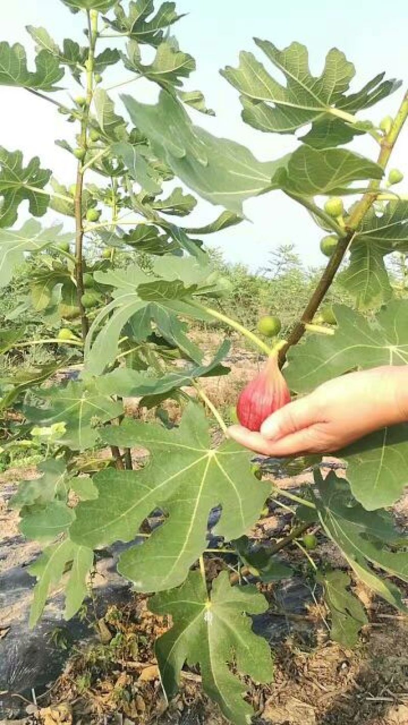 无花果苗50~80cm