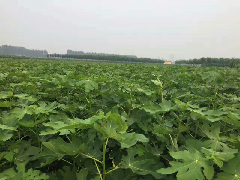 无花果苗50~80cm